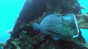 Underwater video: low-light noise